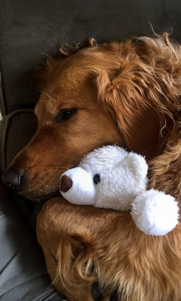 cute dog