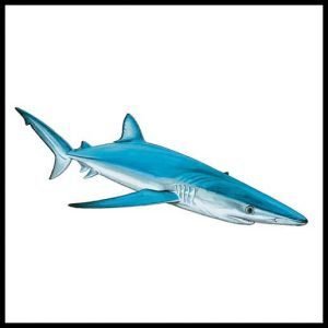 Blue Shark web package